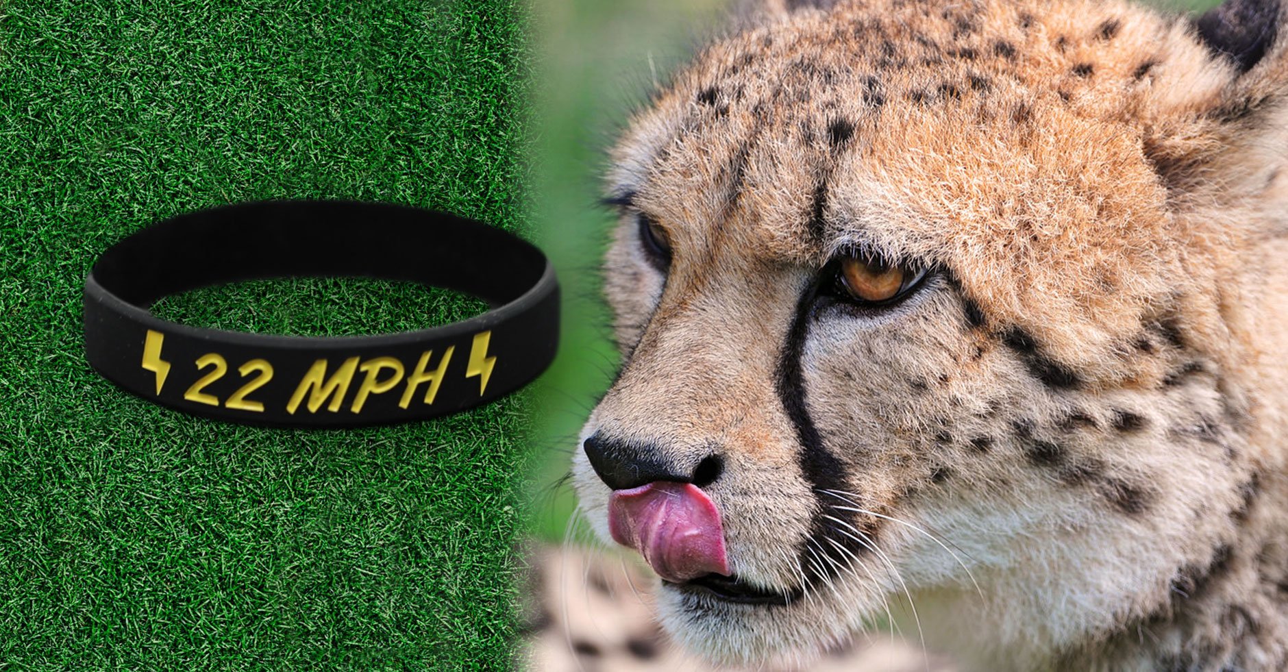 cheetah-licking-lips-at-mph-wristbands-grass